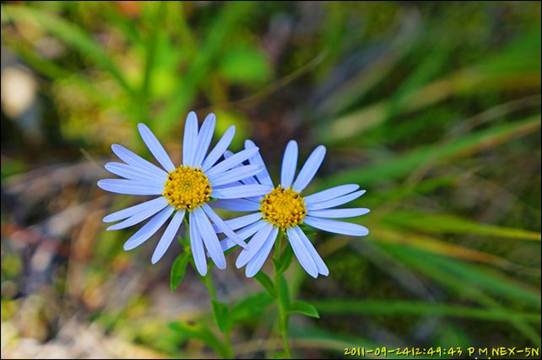 ¼³¸í: R:\photos\2011\0924\DSC00812.jpg