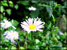 ����: ����: ����: D:\Photos\2013\2013-08-24_��ɻ��ȯ\output\P8240018.JPG